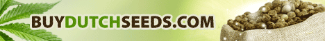 Buy Dutch Cannabis Marijuana Seeds